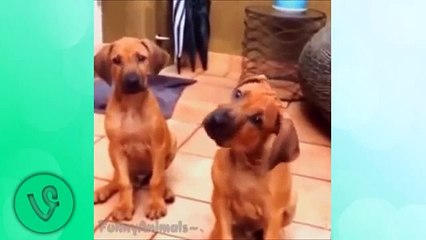 Funniest Puppy Fights and Funny Fails - Top 10 Funny Little Dog Videos - Puppy Vines 2015