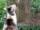 Кошка показала котенку как надо слазить с дерева!