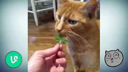 Ultimate cat vines compilation - Funny cats compilation