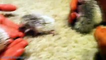 Cute And Funny Hedgehog Videos Compilation 2014 [NEW]
