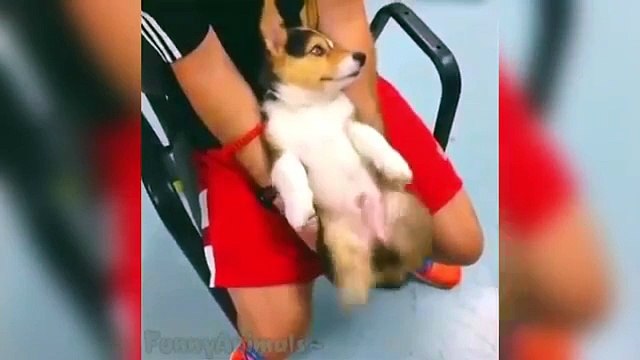 Top 100 Funny Animals Vines 2015 - Vine compilation - Best Viners