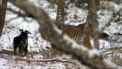 Un tigre devient ami avec le bouc qu'il devait manger