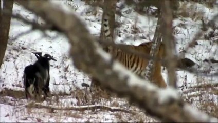 Un tigre devient ami avec le bouc qu'il devait manger