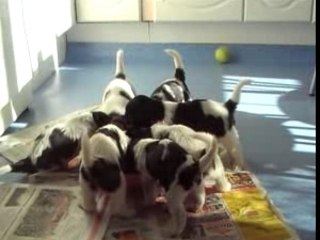 Le repas des bébés