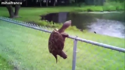 Funny Animals | BEST OF APRIL - MAY - JUN 2014 | gifs with sound compilation GWS4ALL