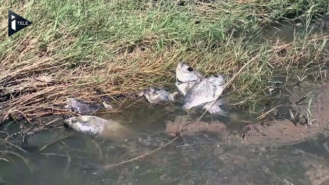 En Californie, le lac Salton Sea en proie au désastre environnemental