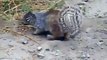 Video squirrel devouring a snake