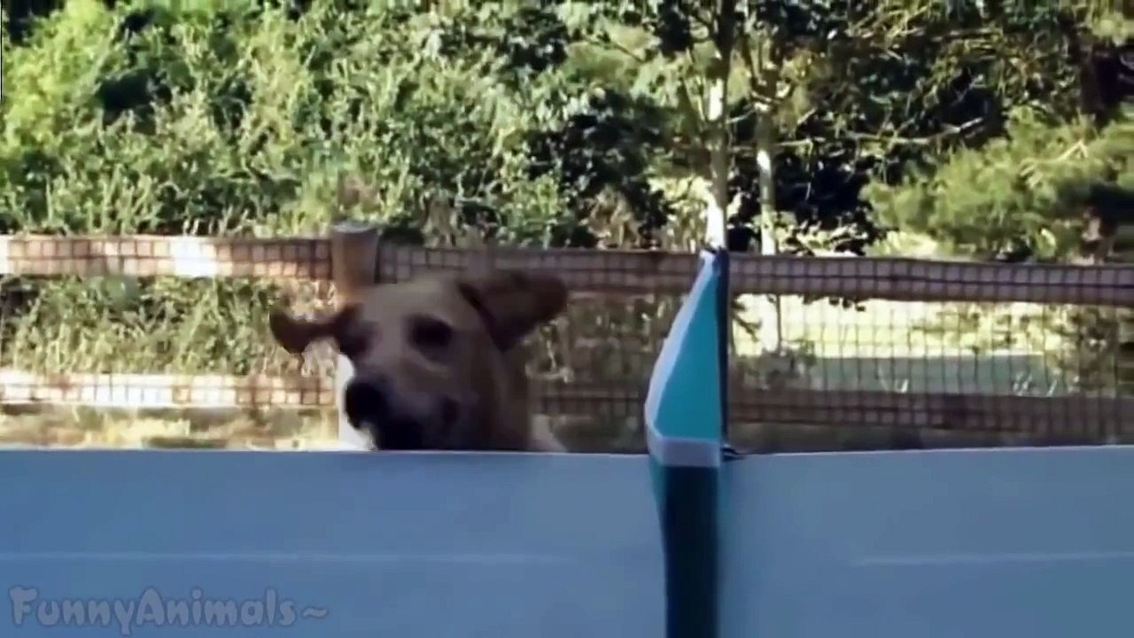 Funny Dumb Dogs Cute and Funny Dog Fail Compilation