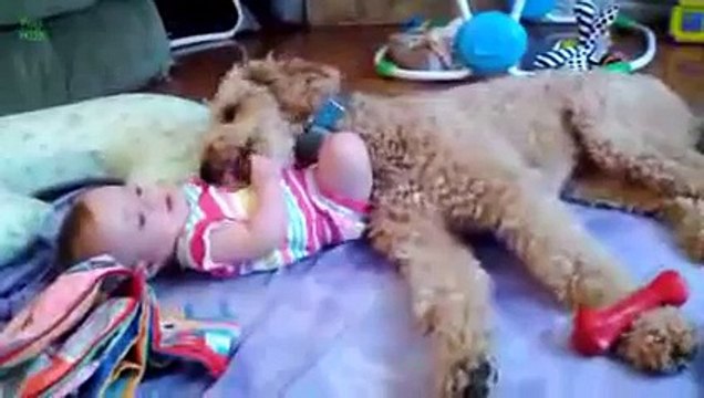 Cute Dogs Giving Babies Kisses Compilation 2016 [HD]