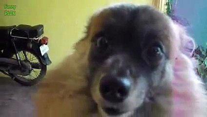 Funny Animals Sitting Like Humans Compilation 2016 [HD]