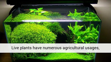 Aquarium Plants And Salt Sales And Information UK