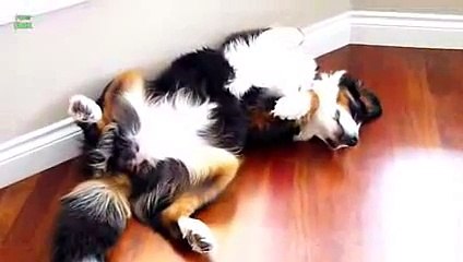 Funny Dogs Sleeping in Weird Positions Compilation 2016 [HD]