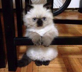 Попугай докопался до спящего кота