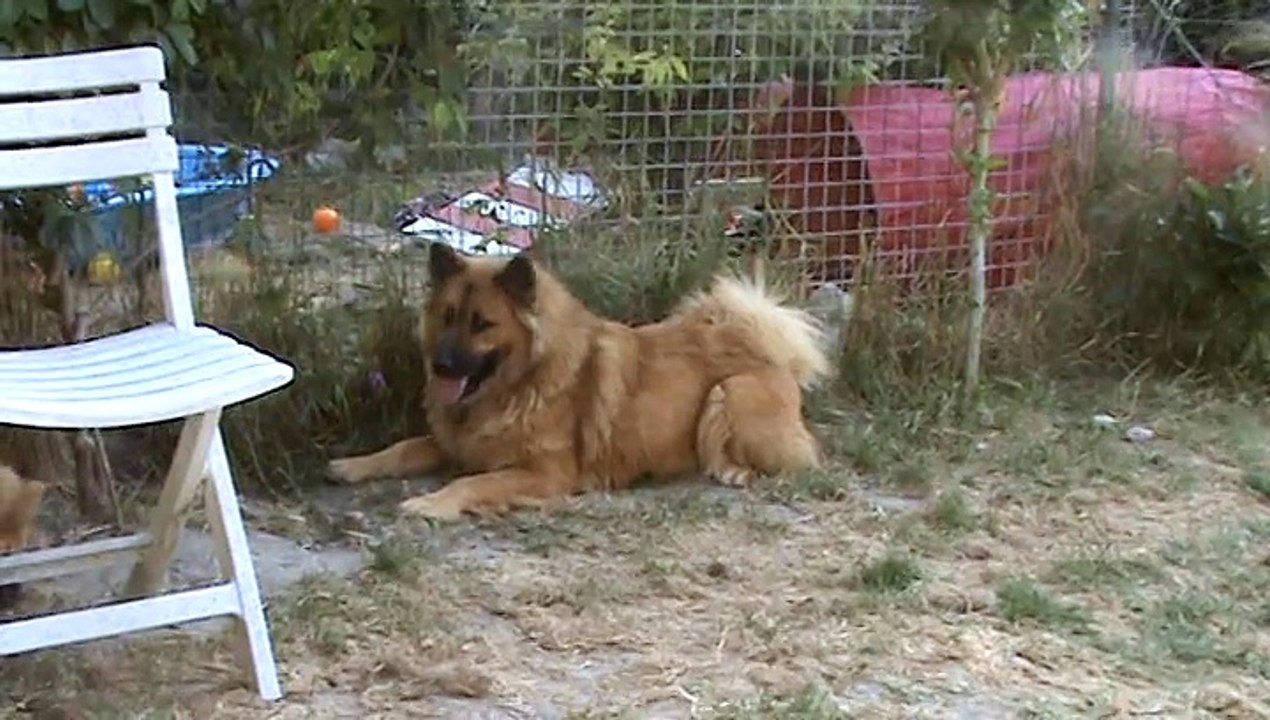 Ienisseï et Lady 4.07.2015