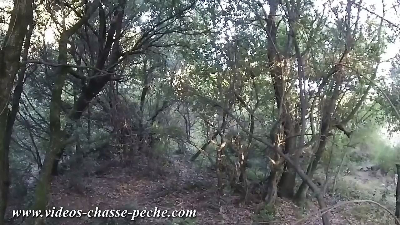 Chasse sanglier, pré ouverture 2015 - Drift HD Ghost S