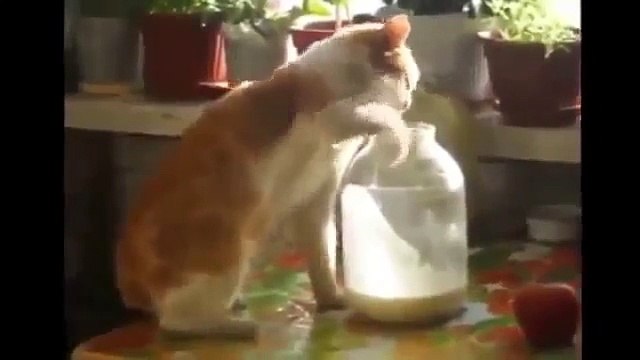 Прикольные коты