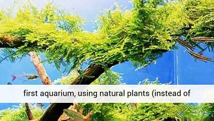 Aquarium Plants Beginners Experts United Kingdom