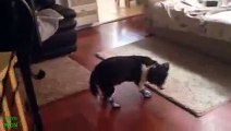 Dogs Wearing Boots for First Time Compilation 2016 [HD]