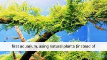 Aquarium Plants Beginners Professionals UK