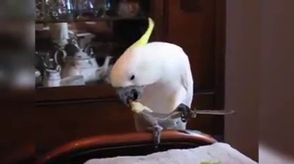 Ever wanted a parrot - Cute -MUSt WATCH