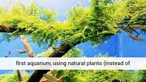 Aquarium Plants Betta For Sale UK