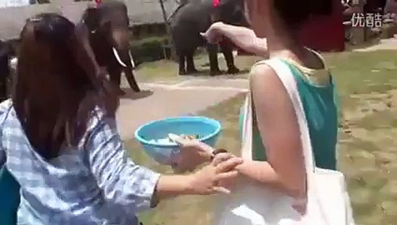 Elephant Eating Mobile  of Girl HaHaHa - Amazing Story