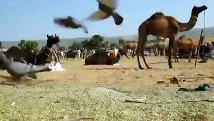 Процесс охоты кота на голубей