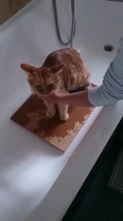 cat wash fare il bagno al gatto lavare il gatto