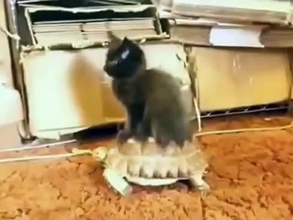 Русские коты отжигают!