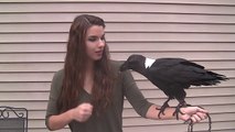Un corbeau qui parle et imite les bruits