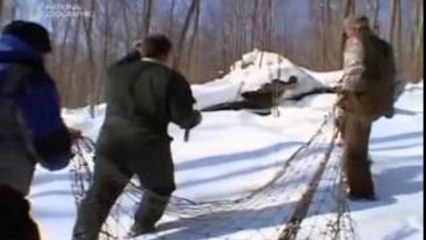 Niebezpieczne Spotkania Niebezpieczne Gawry [Lektor PL][Film Dokumentalny]