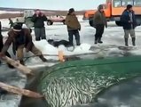برف میں مچھلی کا شکار So So Cool & Fishing Wow Man Are So Hard Worker HD