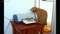 FUNNY VIDEOS- Funny Cats - Funny Fails - Funny Animals - Cat Funny Videos - YouTube
