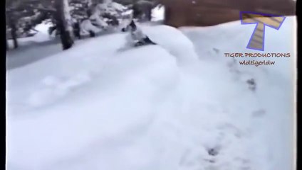 С первым снегом кошки и собаки! Веселая нарезка