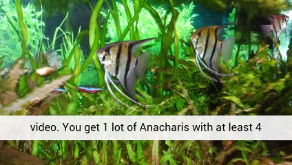 Aquarium Plants Cold Water Professionals Uk