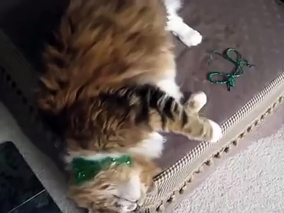 Кот мейн кун поет с хозяйкой!