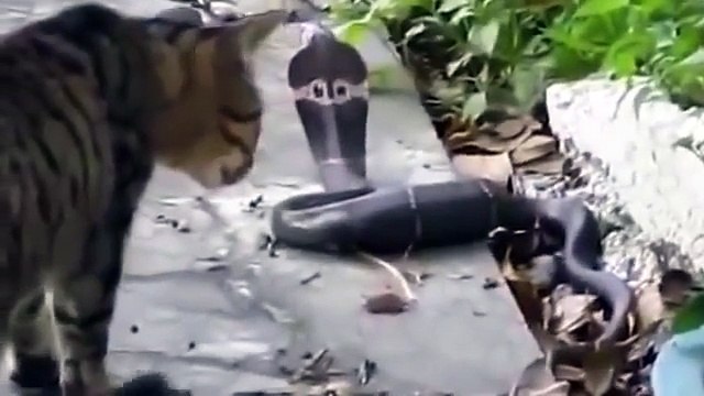 Смелый Кот не боится ядовитой змеи!