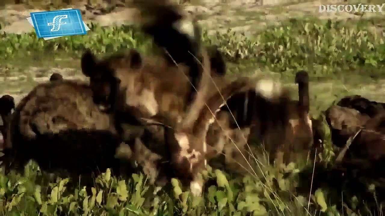 NEW Animals Documentary 2015 - Wildlife Animals - National Geographic Full HD