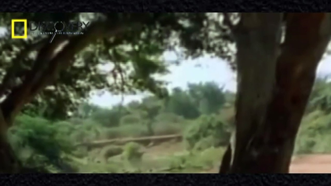 Animal Documentary - Crocodiles & Hippo Fighting To The Death - African Crocodile Documentaries