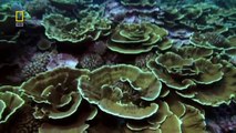 [Discovery Documentary]   Secret Pacific Ocean Paradise  Nature - National Geographic Documentary