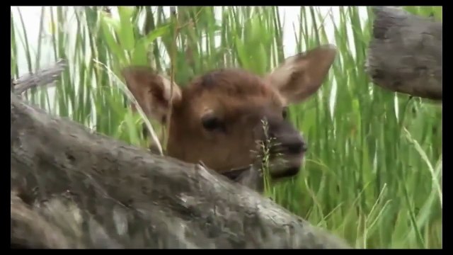 [ National Geographic ] Wolves vs Grizzly Bears - Endless War Nat Geo Wild HD Documentary