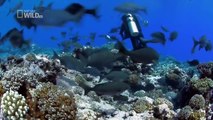 [Nat Geo Wild HD] Sharks Of Lost Island HD (Nature Documentary)
