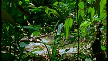 [Nat Geo Wild HD] Journey Into Amazonia - The Land Reborn HD (Nature Documentary)