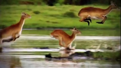 [Nat Geo Wild HD] Fish Warrior - Sturgeon HD (Nature Documentary)