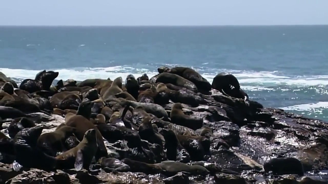 [HD Documentary] Feast of Predators HD (Nature Documentary)