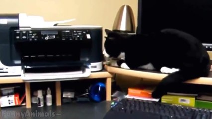 Cats vs Printers Compilation