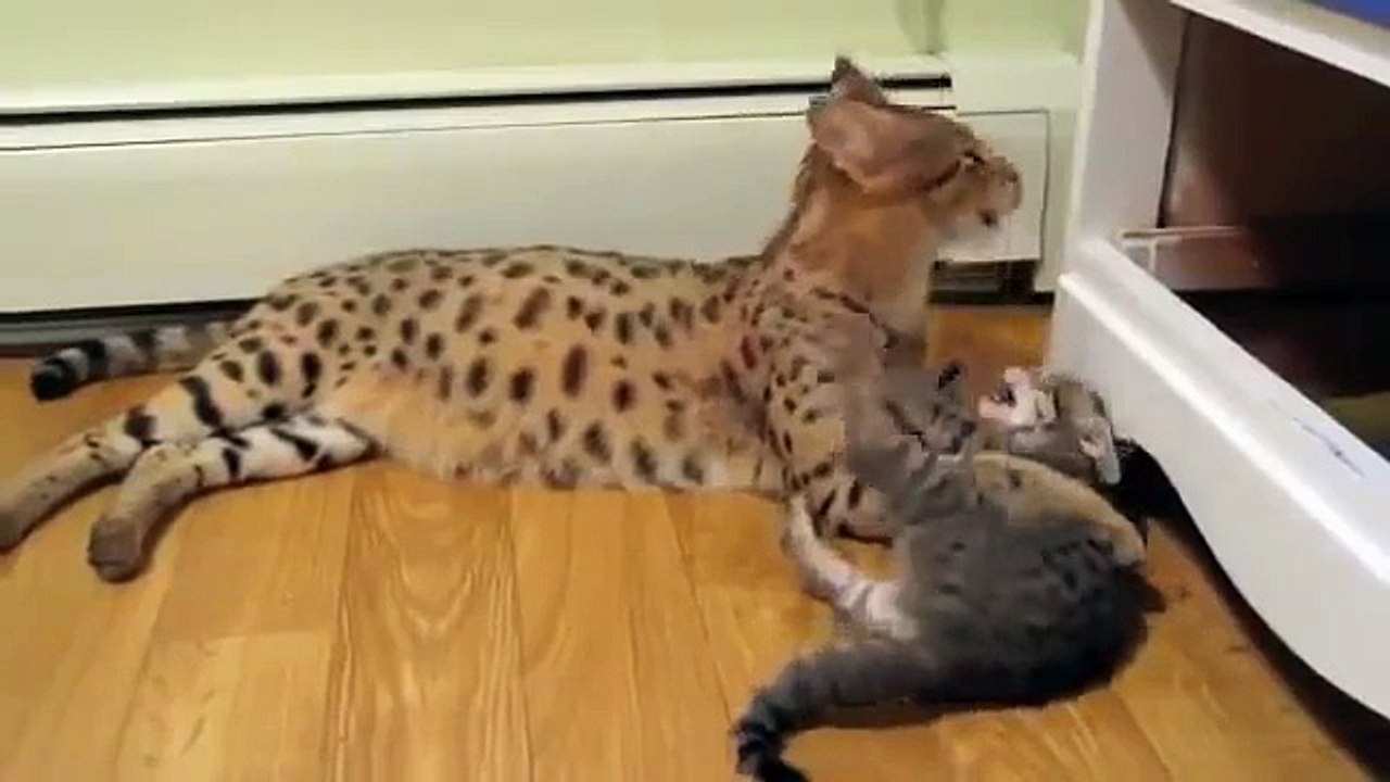 Кошка ашера и котенок другой породы