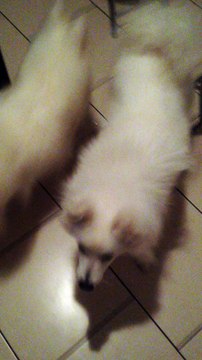 Jeyko, assis coucher pas bouger 05/12/15