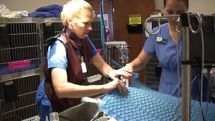 Rivers Edge Vet Hospital