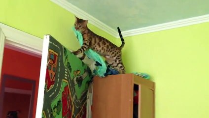 Смешной красивый кот не может сообразить